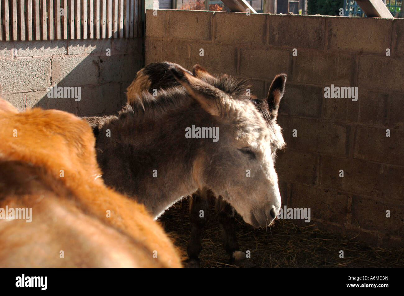 Donkeys stable hires stock photography and images Alamy