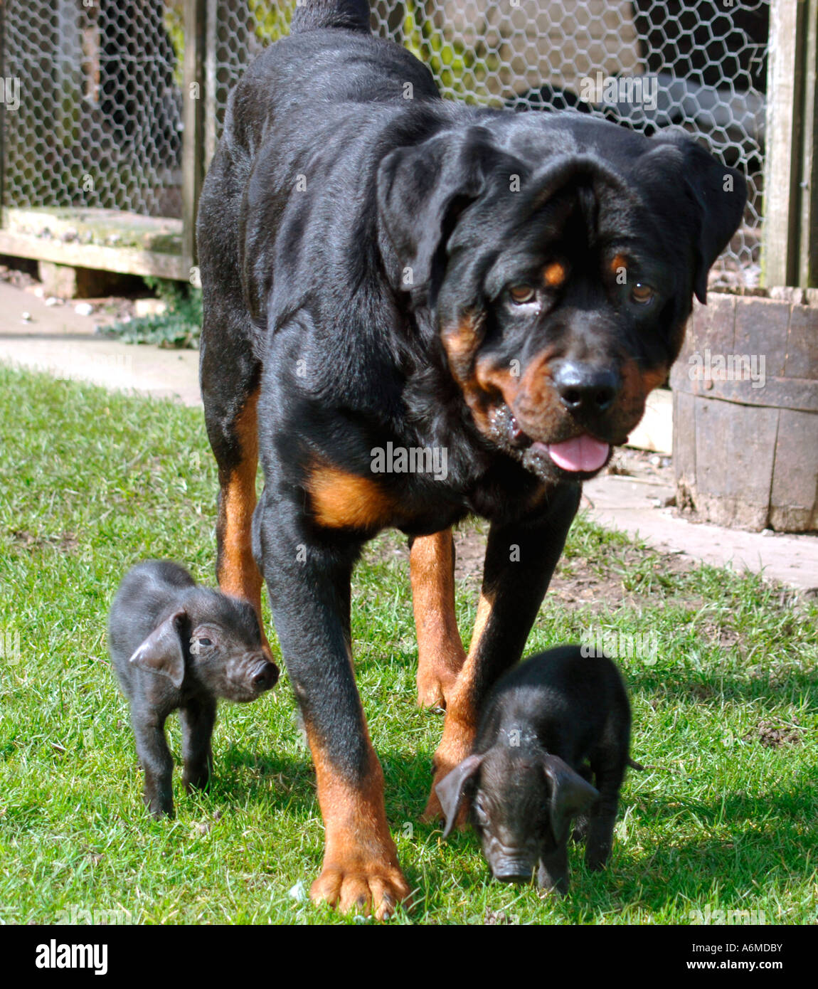 Oscar The Rothweiler Guarding His Two Adopted British Black Piglets. Stock Photo