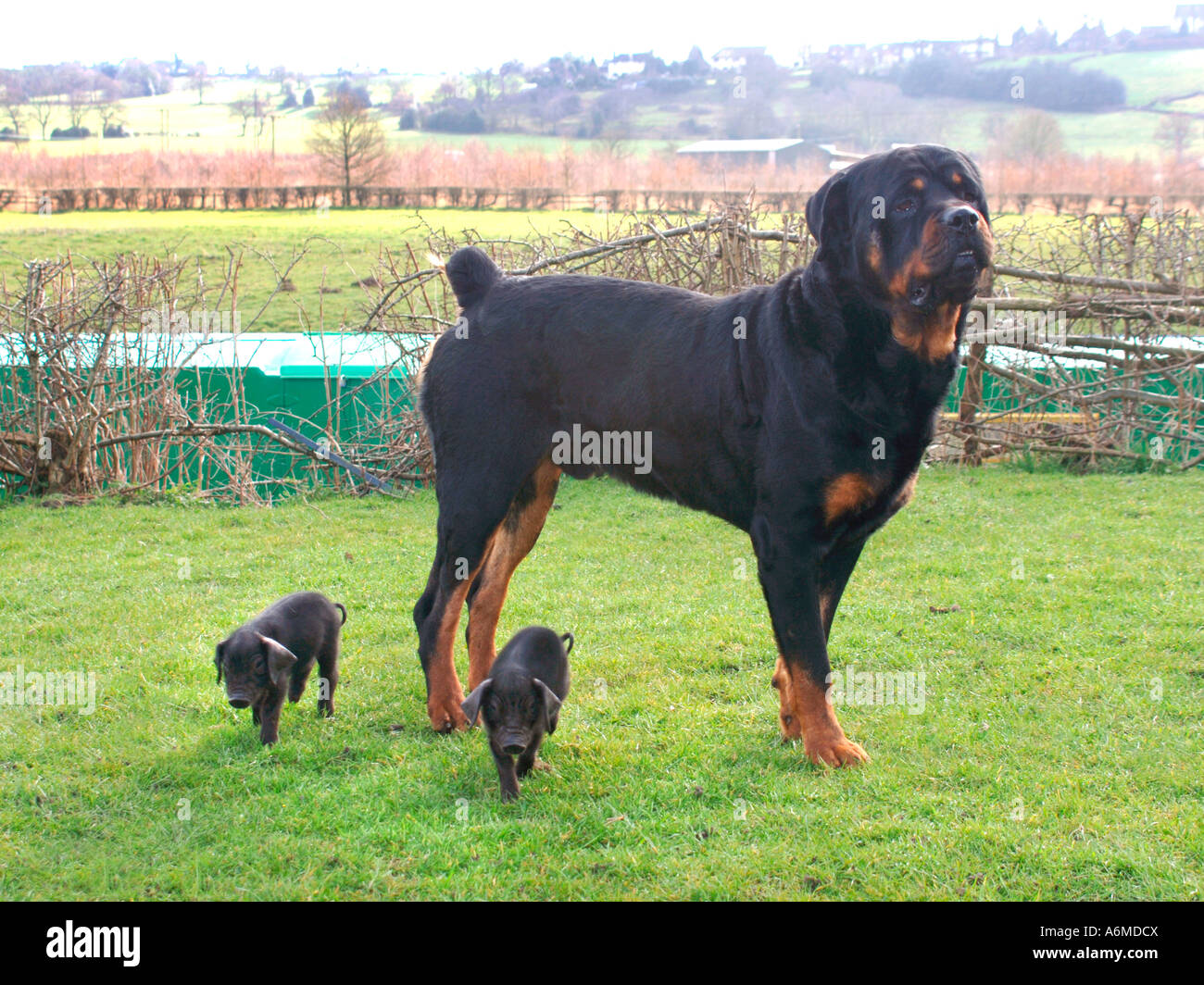 Oscar The Rottweiler Guarding His Two Adopted British Black Piglets. Stock Photo