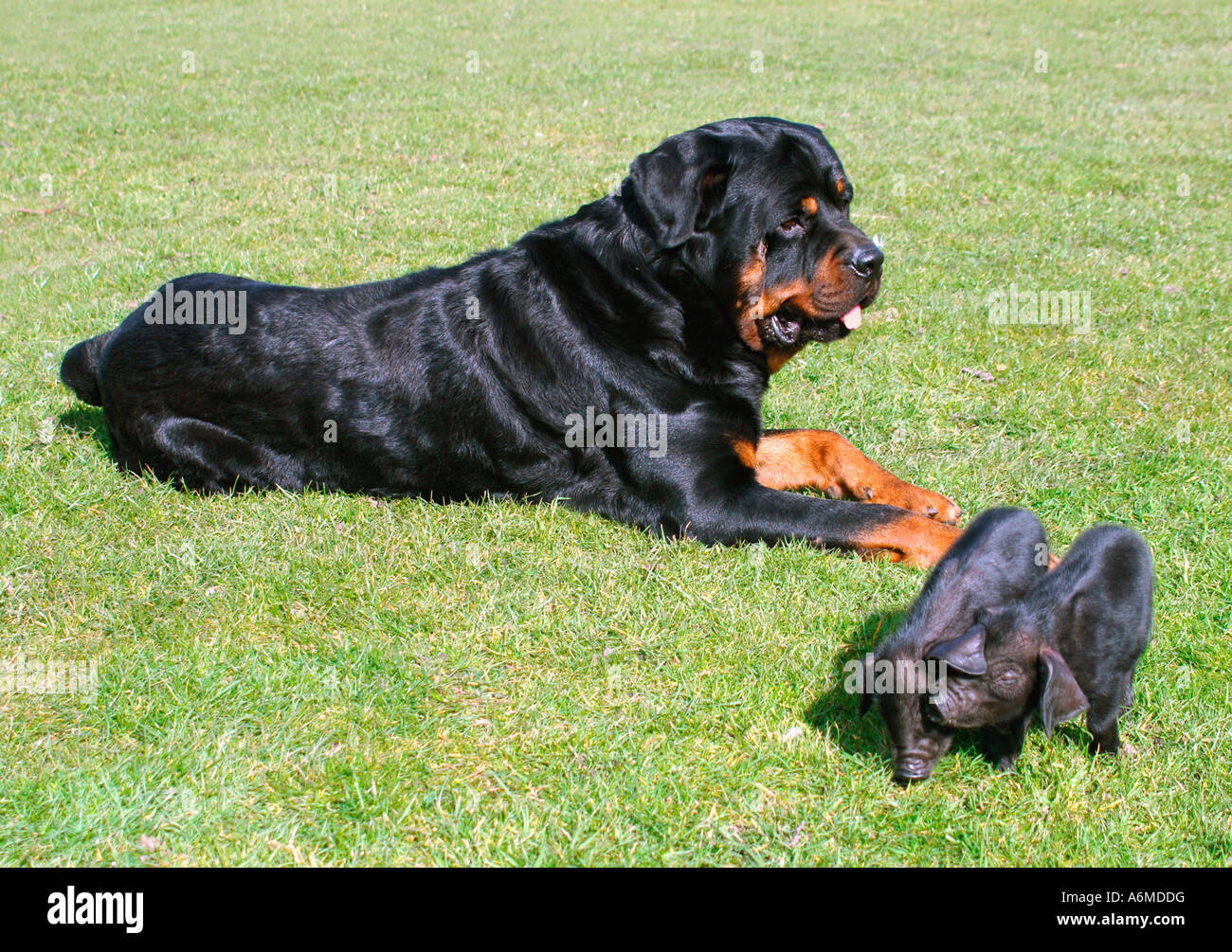Oscar The Rottweiler Guarding His Two Adopted British Black Piglets. Stock Photo