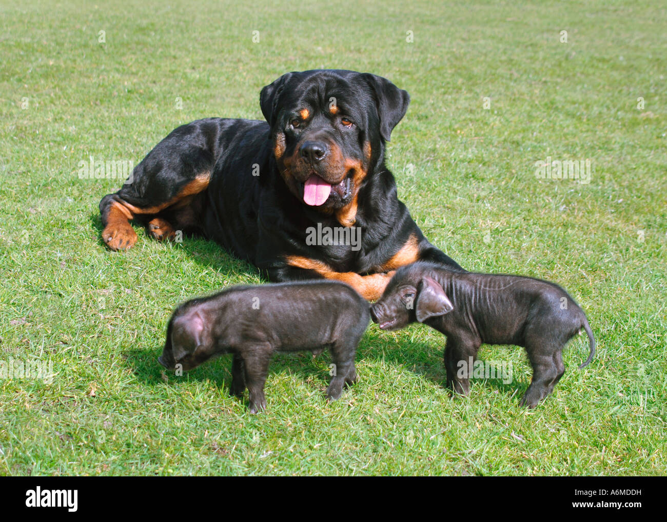 Oscar The Rothweiler Guarding His Two Adopted British Black Piglets. Stock Photo