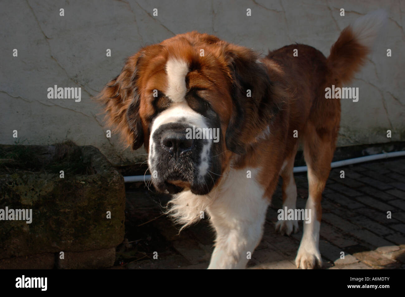 "St Bernards" Dog Stock Photo Alamy