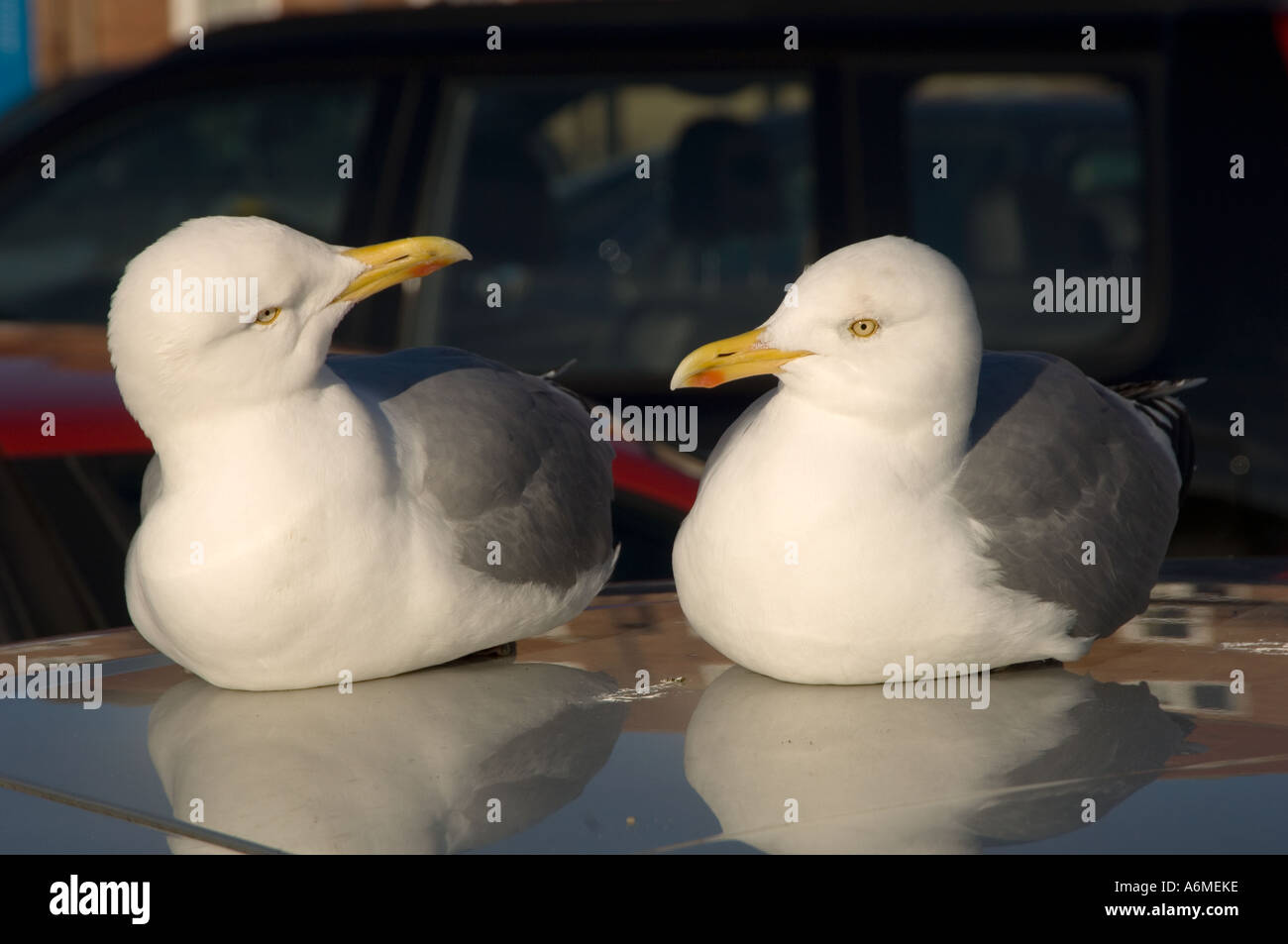 Two Herring gulls at British seaside resort Stock Photo Alamy