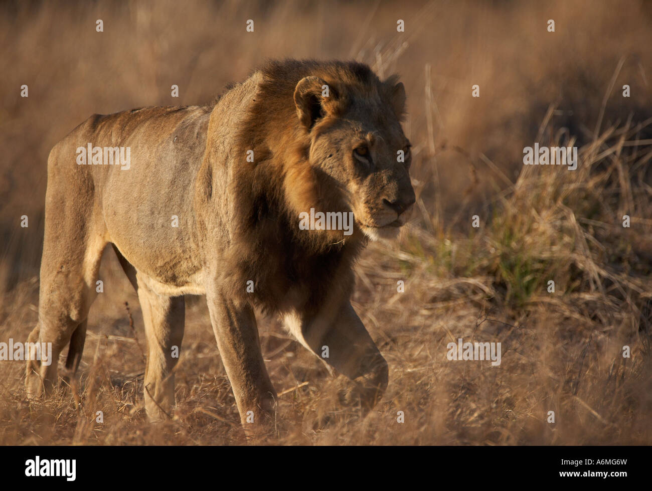 Thin male lion hi-res stock photography and images - Alamy