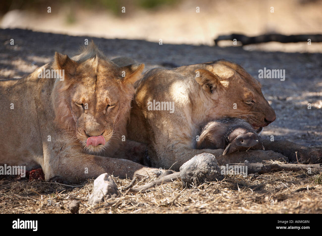 Lion with Kill (Panthera leo Stock Photo Alamy