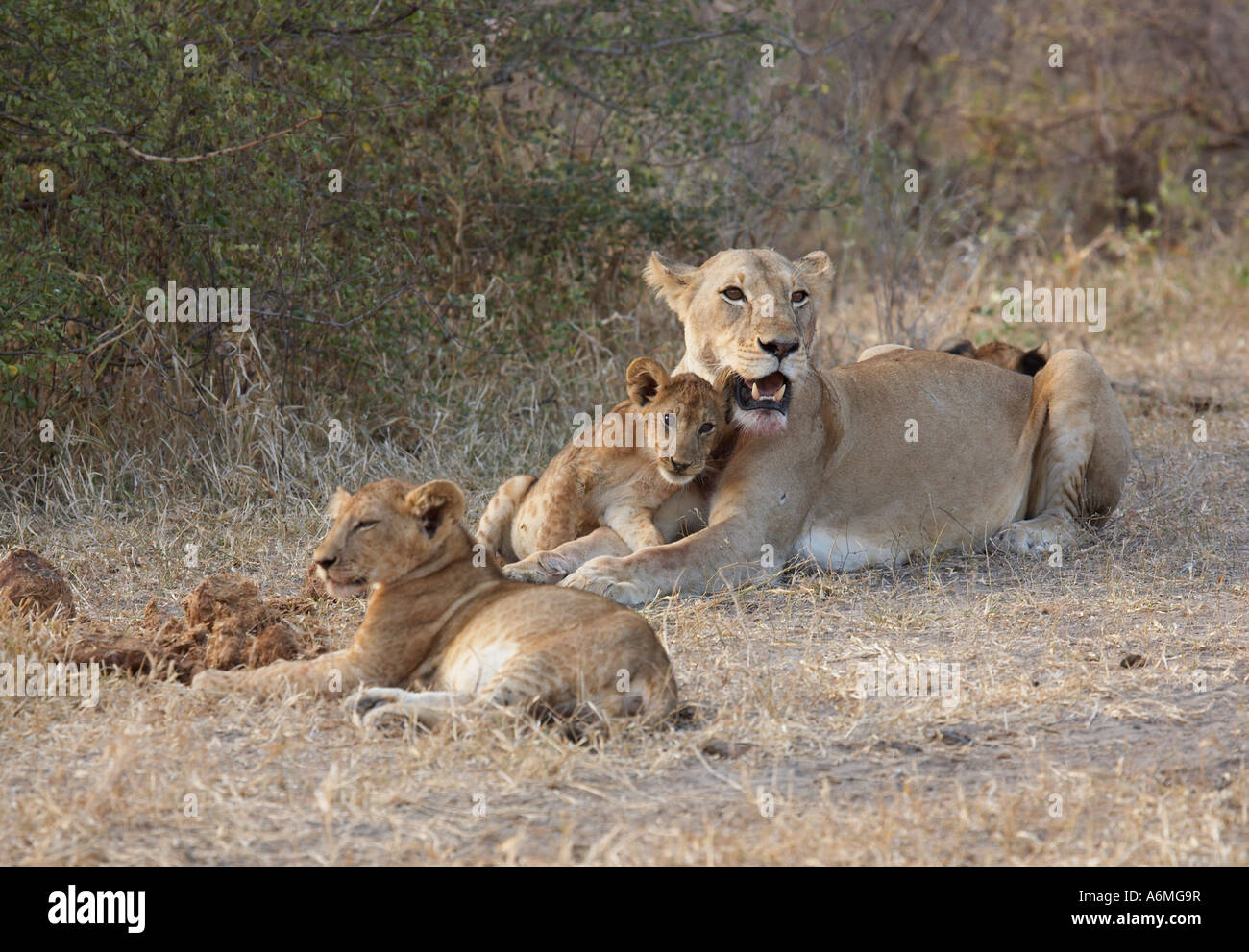 Lioness with Cubs (Panthera leo Stock Photo - Alamy