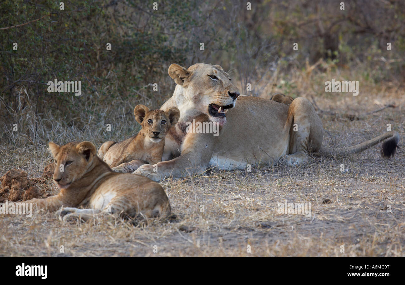 Lioness with Cubs (Panthera leo Stock Photo - Alamy