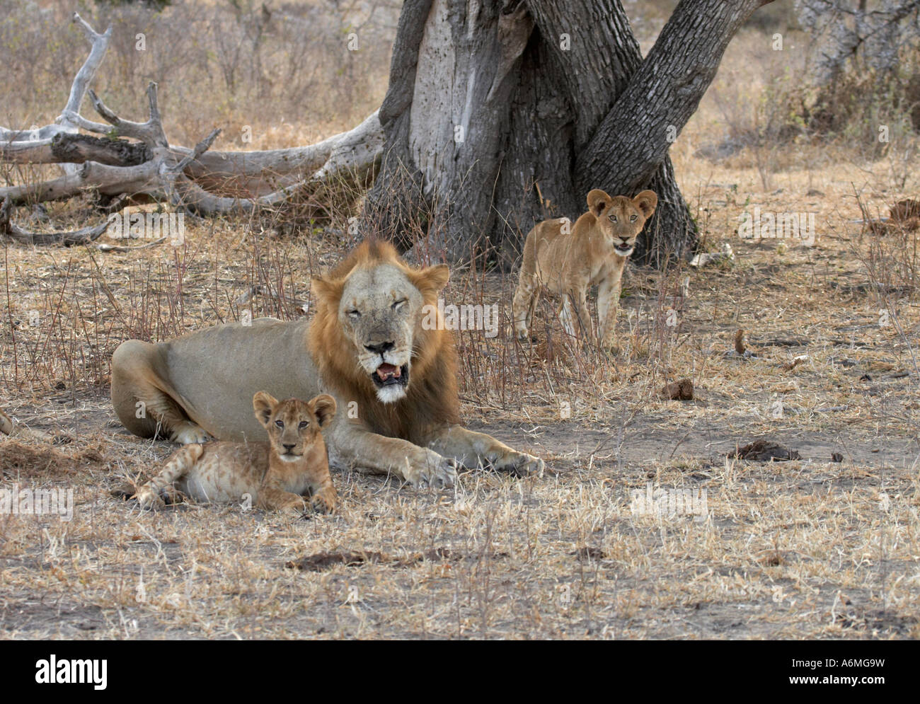 Male Lion with Cubs (Panthera leo Stock Photo - Alamy