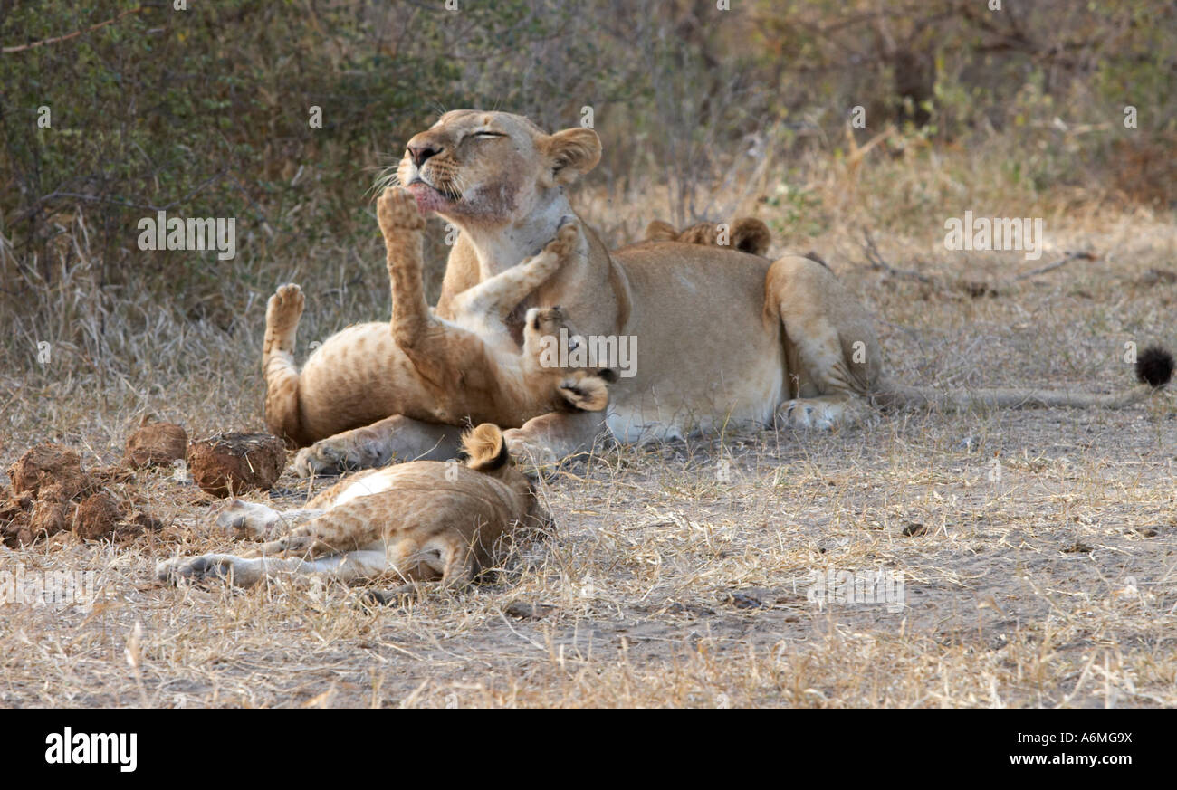 Playful lioness panthera leo hi-res stock photography and images - Alamy