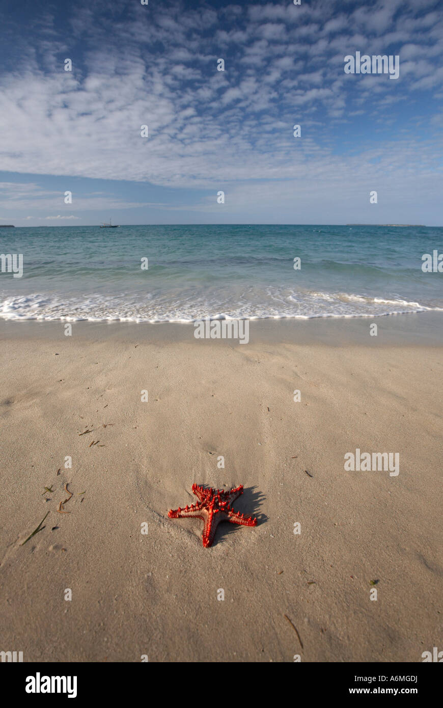 Red Knobbed Starfish on Beach (Protoreaster linckii) Stock Photo