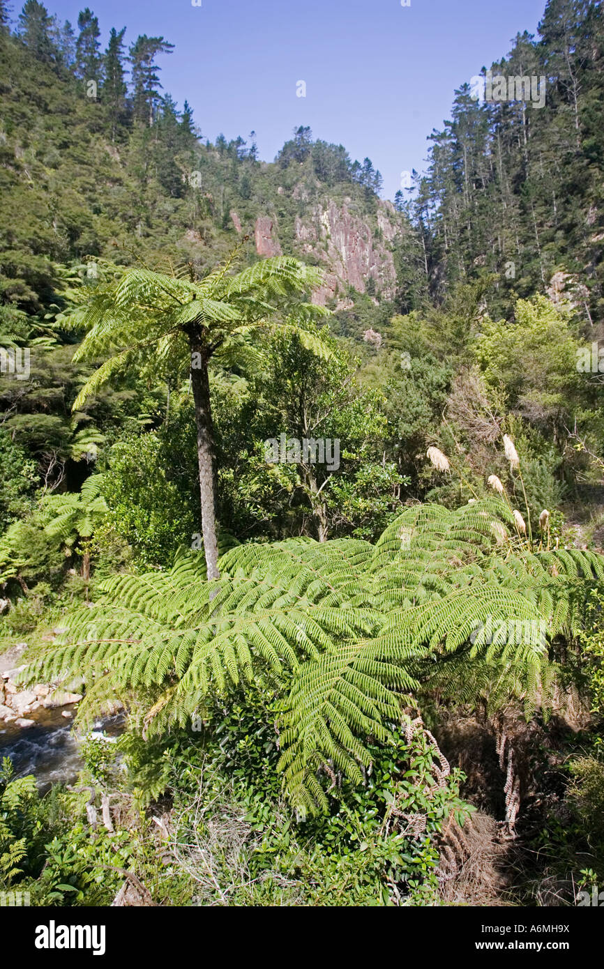 Tree ferns and native forest Karangahake Gorge near Paeroa New Zealand Stock Photo