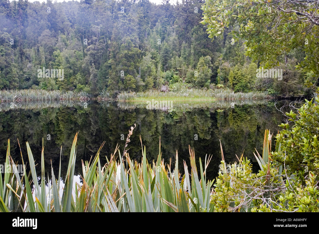 Diverse rich wetland habitat Lake Matheson South Westland New Zealand