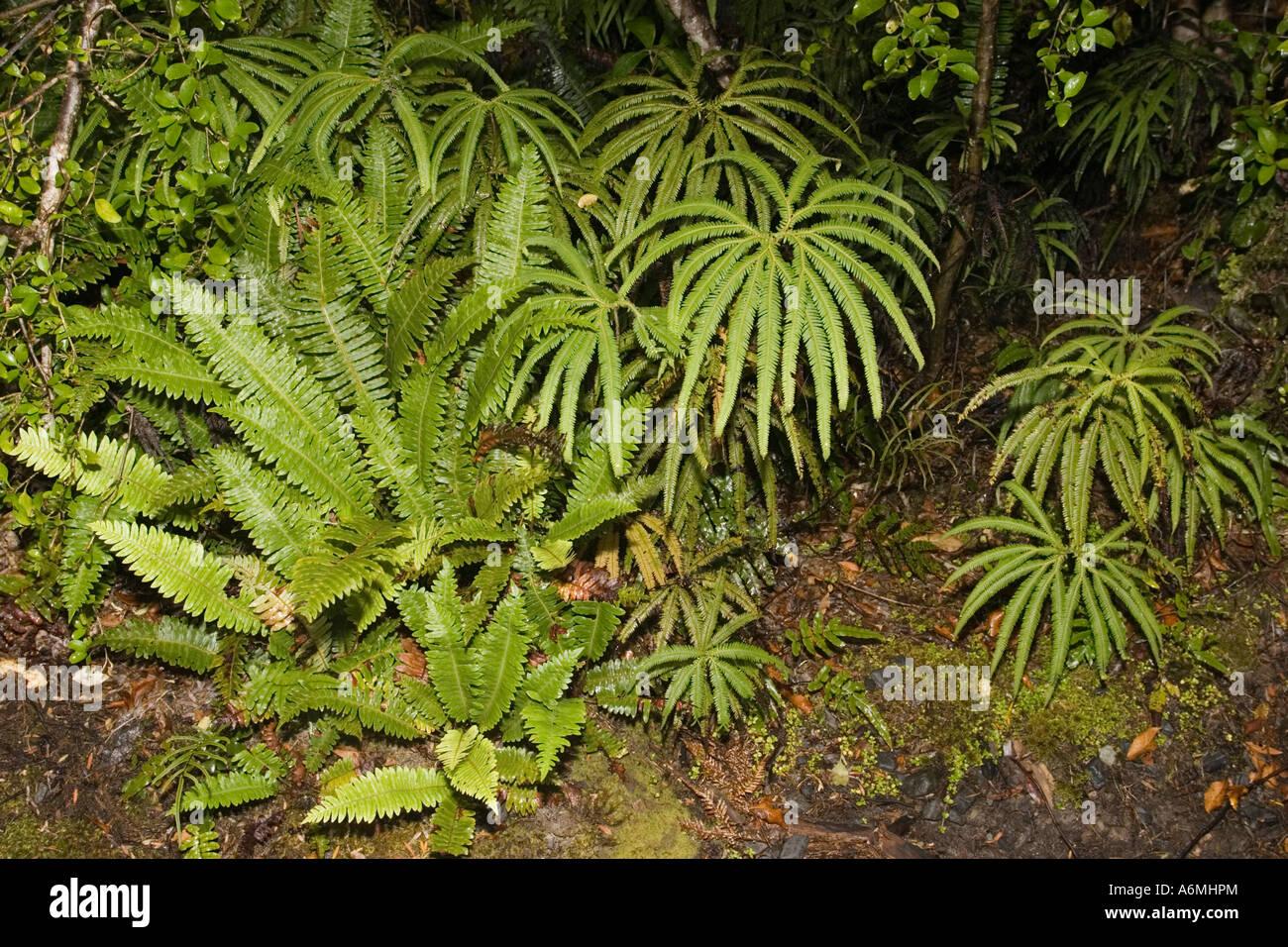 Variety of ferns hi-res stock photography and images - Alamy