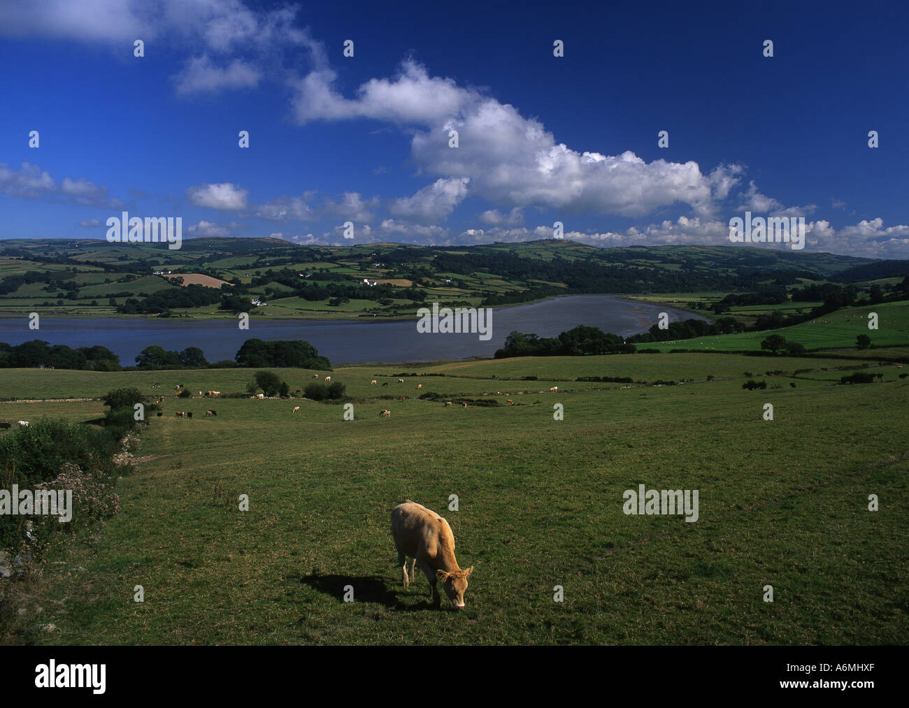 Lower Conwy Valley near Baclaw Pasture land with cattle grazing Rolling