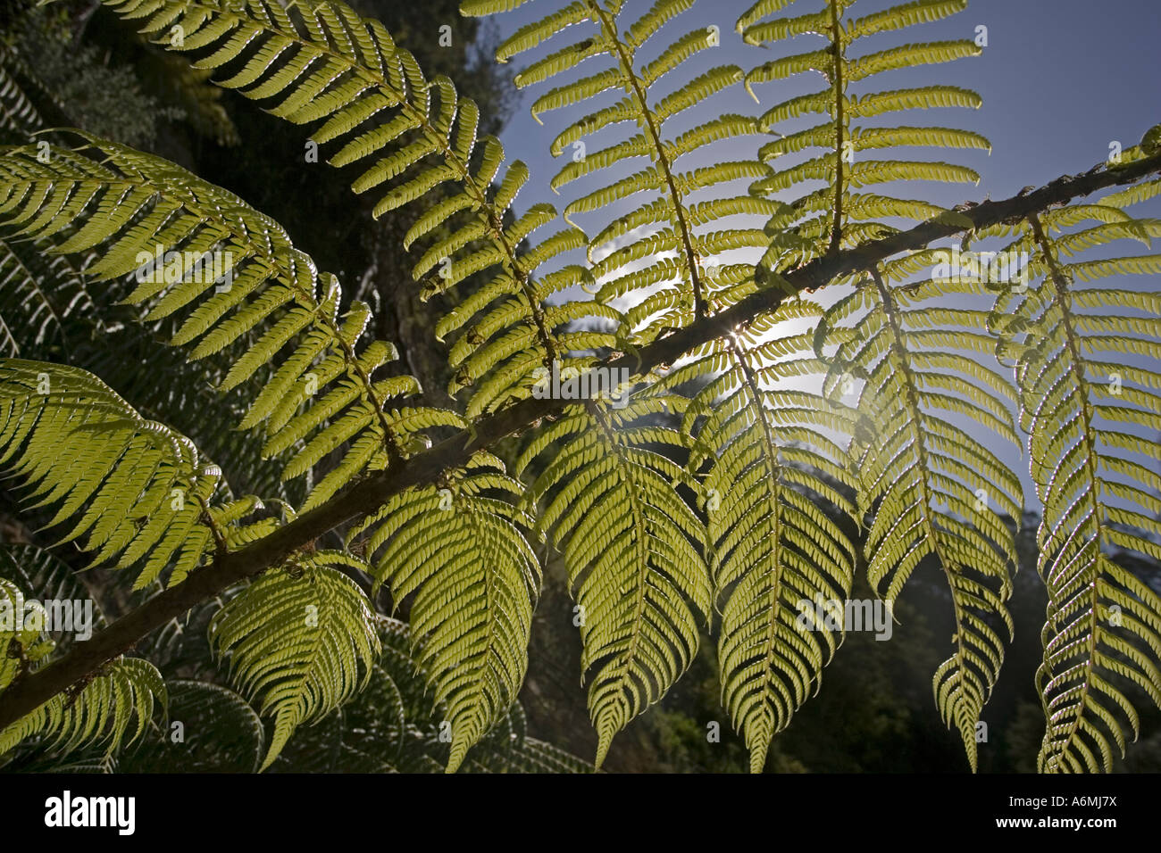 Backlit frond of tree ferns Karangahake Gorge near Paeroa New Zealand Stock Photo