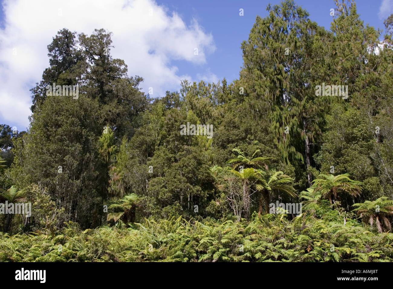 Podocarp hi-res stock photography and images - Alamy