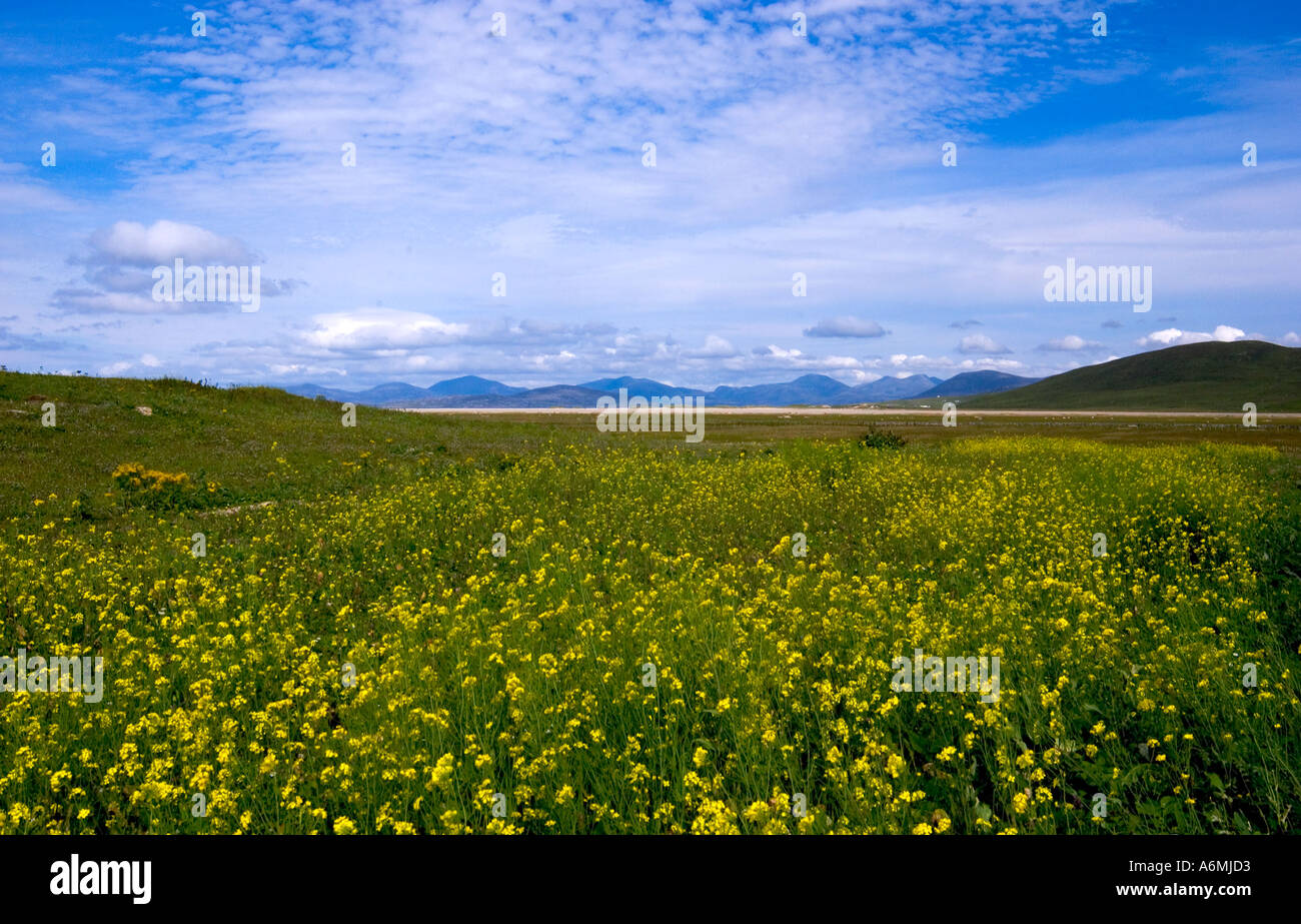 Machair one of the rarest habitat types in Europe Stock Photo Alamy