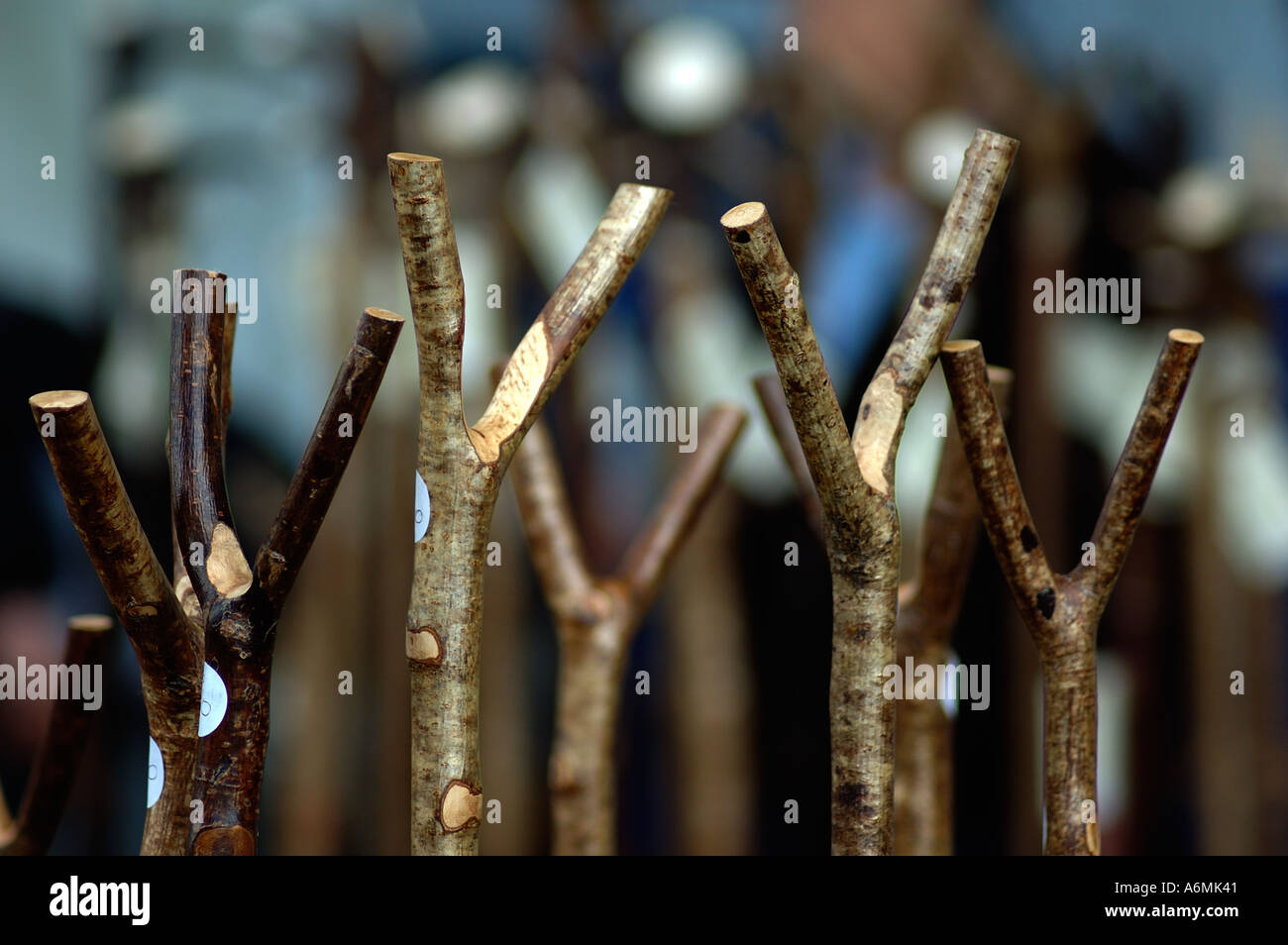 Handmade walking sticks Stock Photo