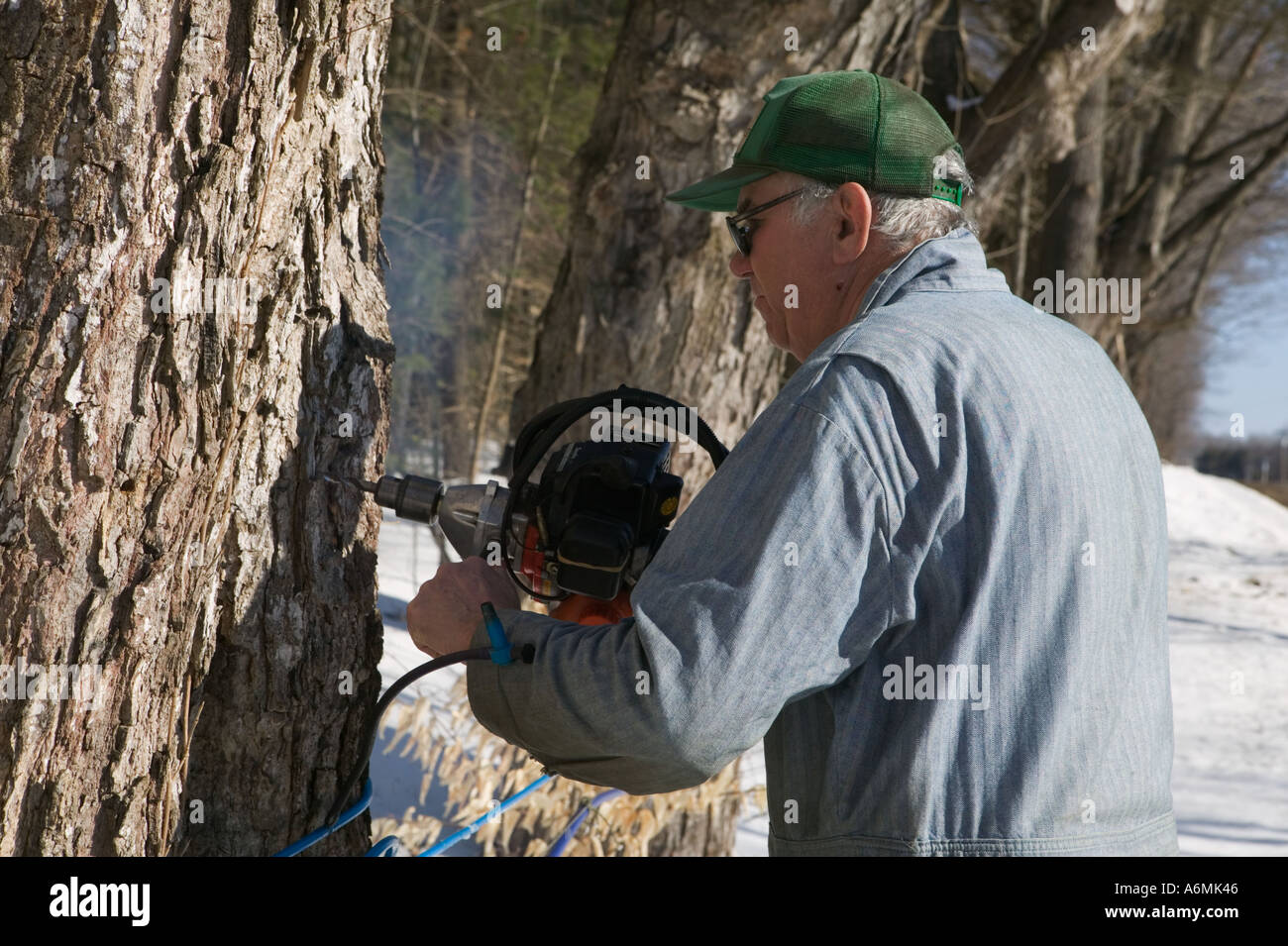 Man hammers tap into maple tree for purpose of collecting sap to boil