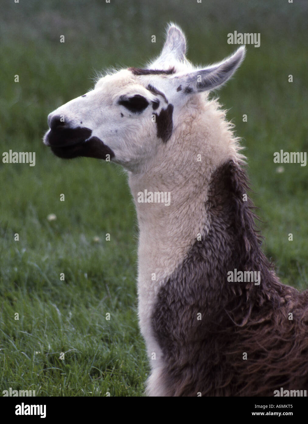 Alpaca Stock Photo