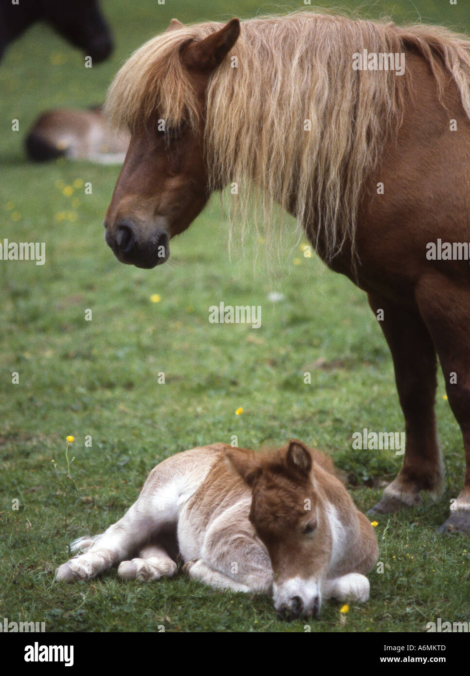 Dartmoor pony and foal Stock Photo