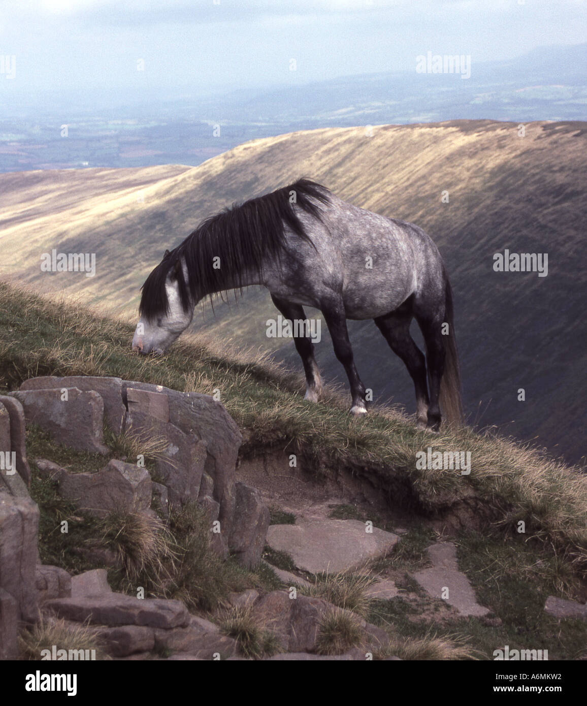 Wild pony near Pen-y-fan in the Brecon Beacons Stock Photo