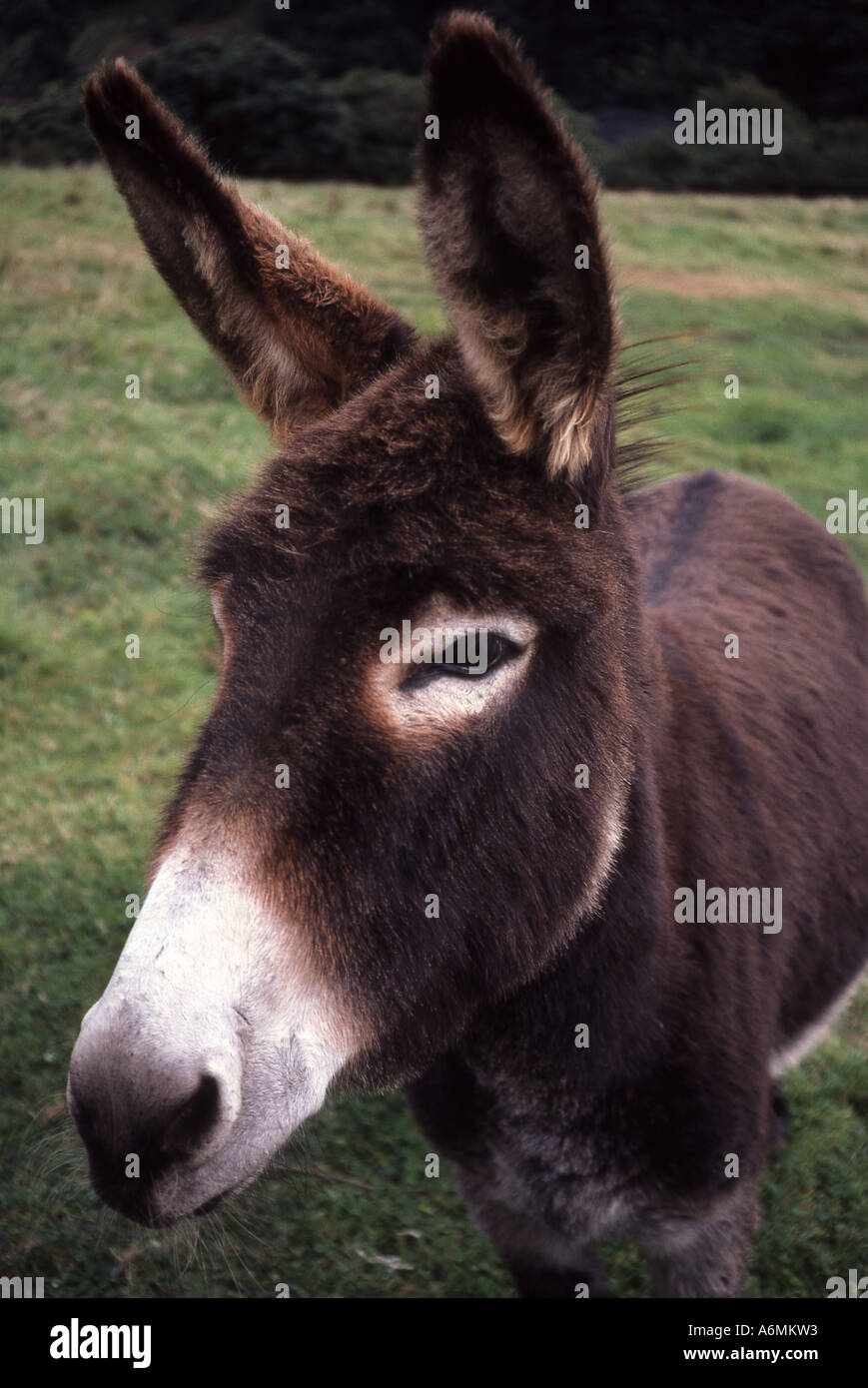 Inquisitive donkey Stock Photo