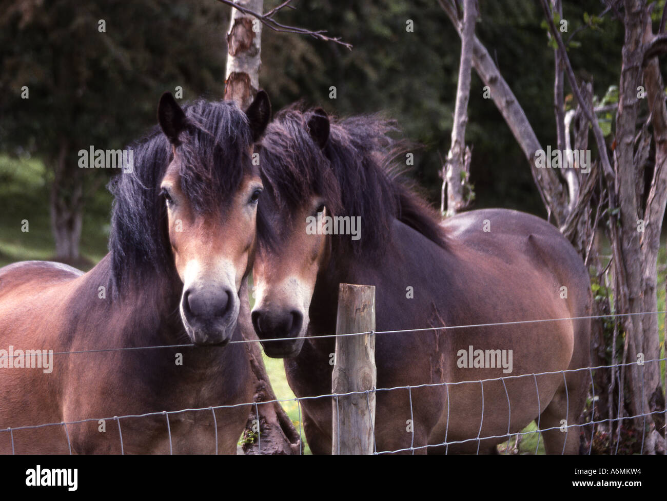 Pair of friendly horses Stock Photo