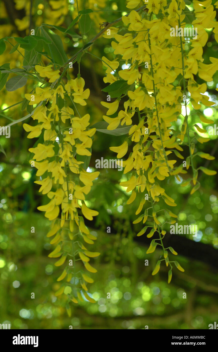 Purple laburnum display hi-res stock photography and images - Alamy