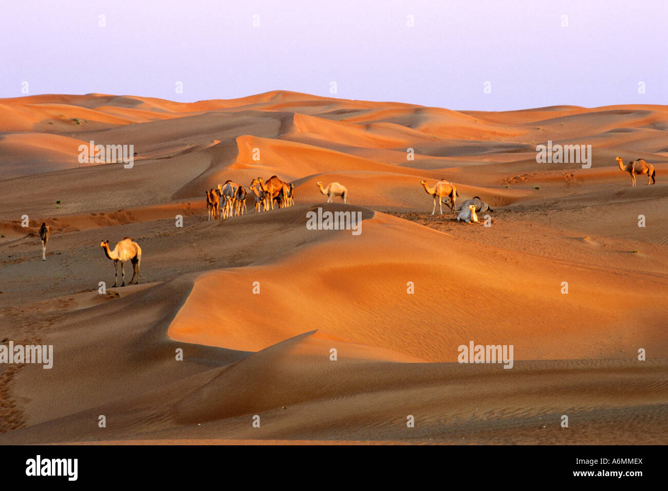 Herd of camels on sand dunes at Al Hayer near Dubai United Arab ...