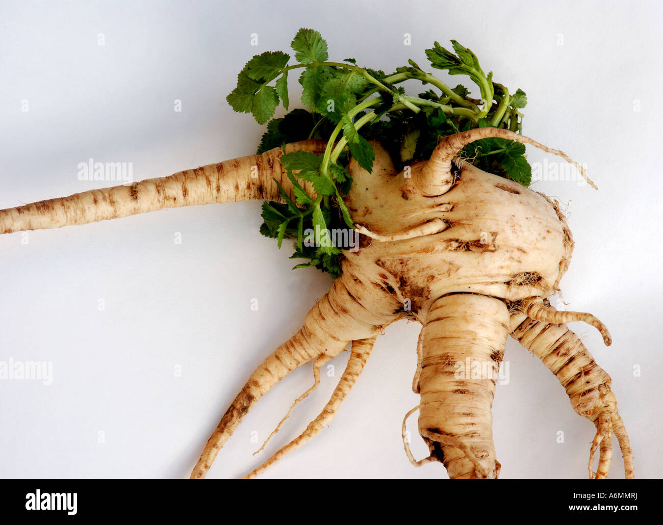 Misshapen parsnip Stock Photo