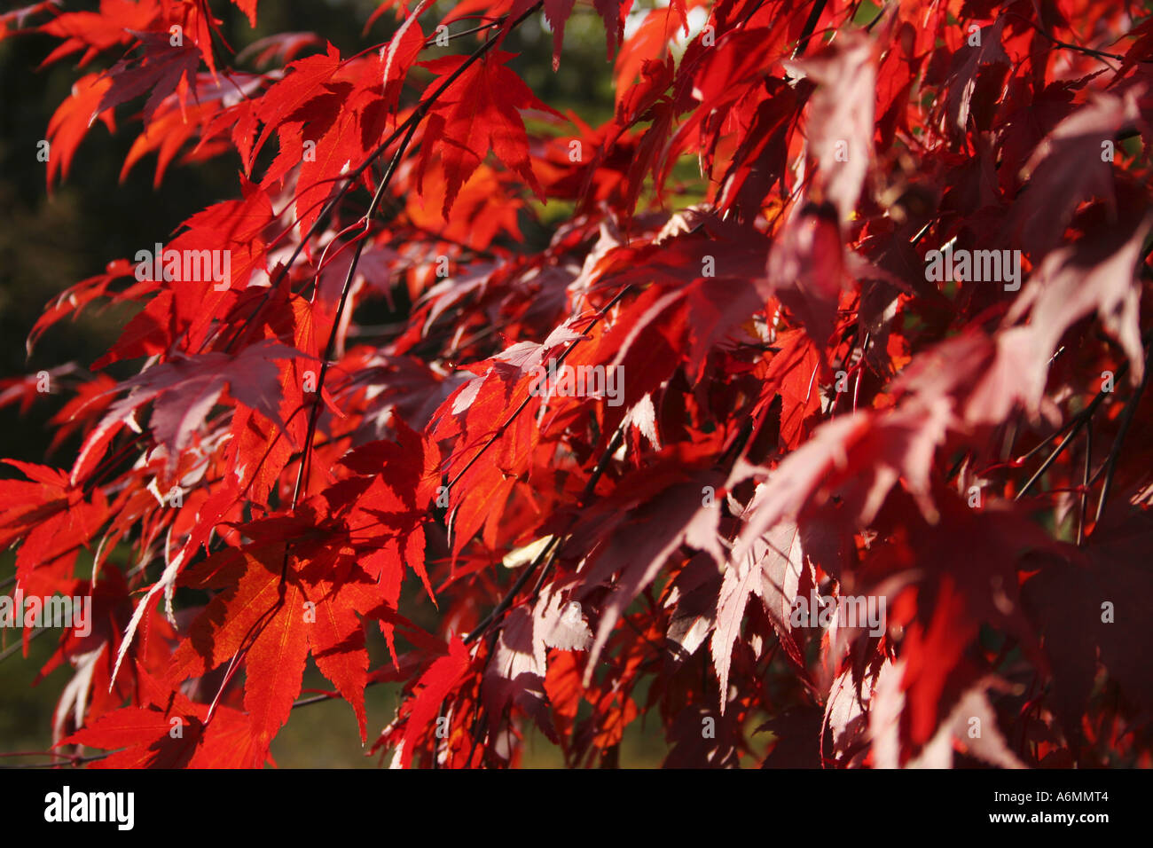 Backdrop atmosphere maple hi-res stock photography and images - Alamy