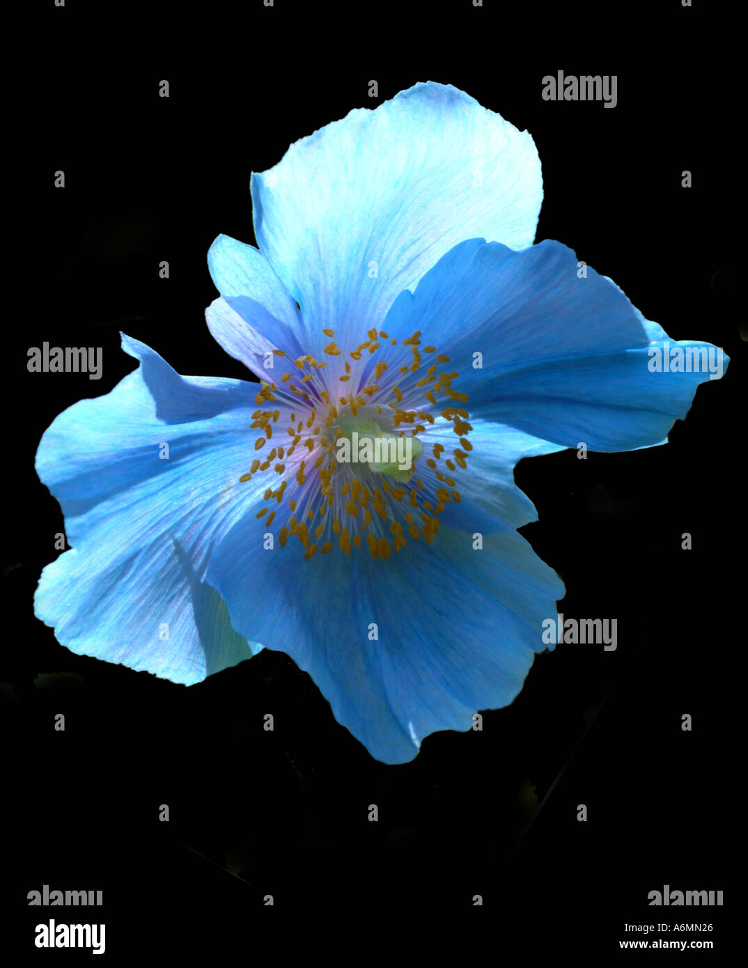 White himalayan poppy hi-res stock photography and images - Alamy