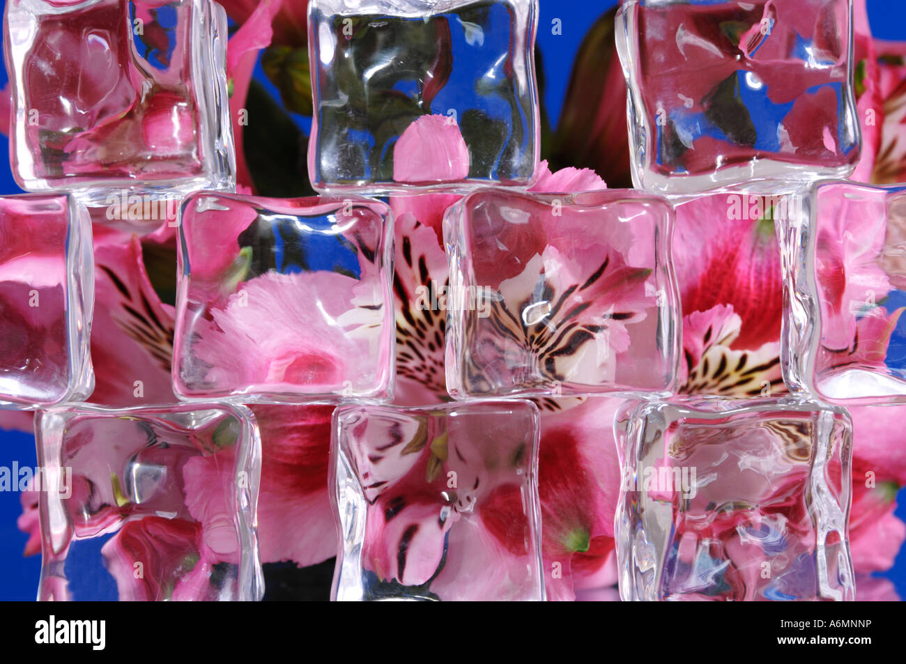 Pink alstroemerias peruvian lilies flowers Stock Photo