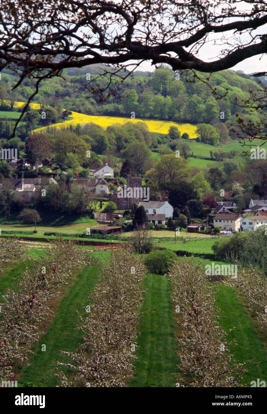 Apple orchard Harpford Devon England Stock Photo Alamy