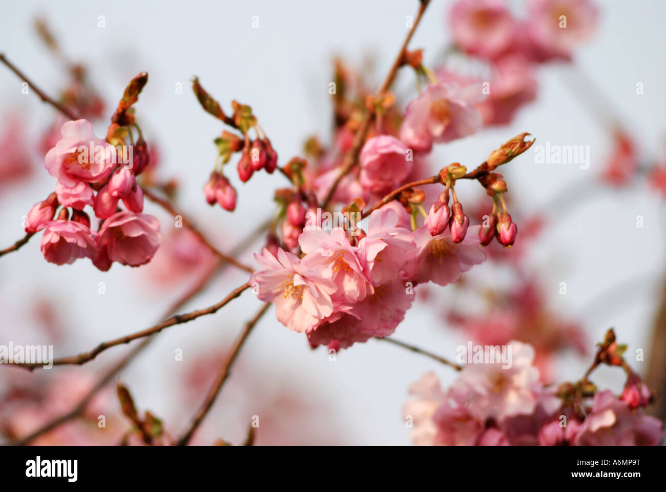 Flowering Cherry blossom, UK Stock Photo Alamy
