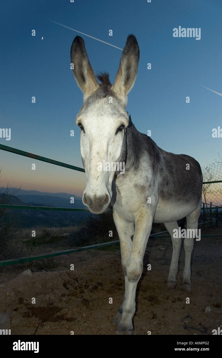 Donkey Sanctuary Almorejo a statuesque stallion of the Andaluza Cordobesa breed Stock Photo