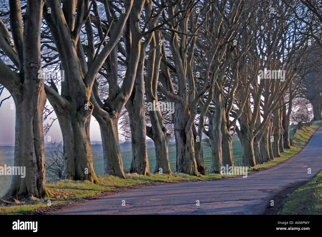 Avenue of beech trees. Bonnington, Lanark, Scotland, U.K., Europe Stock