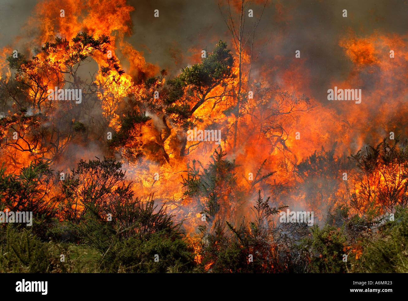 Gorse burning on Dartmoor UK Stock Photo