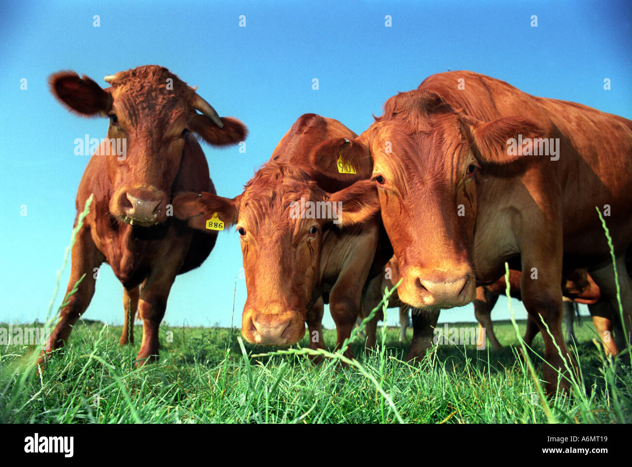 South Devon beef cattle UK Stock Photo Alamy