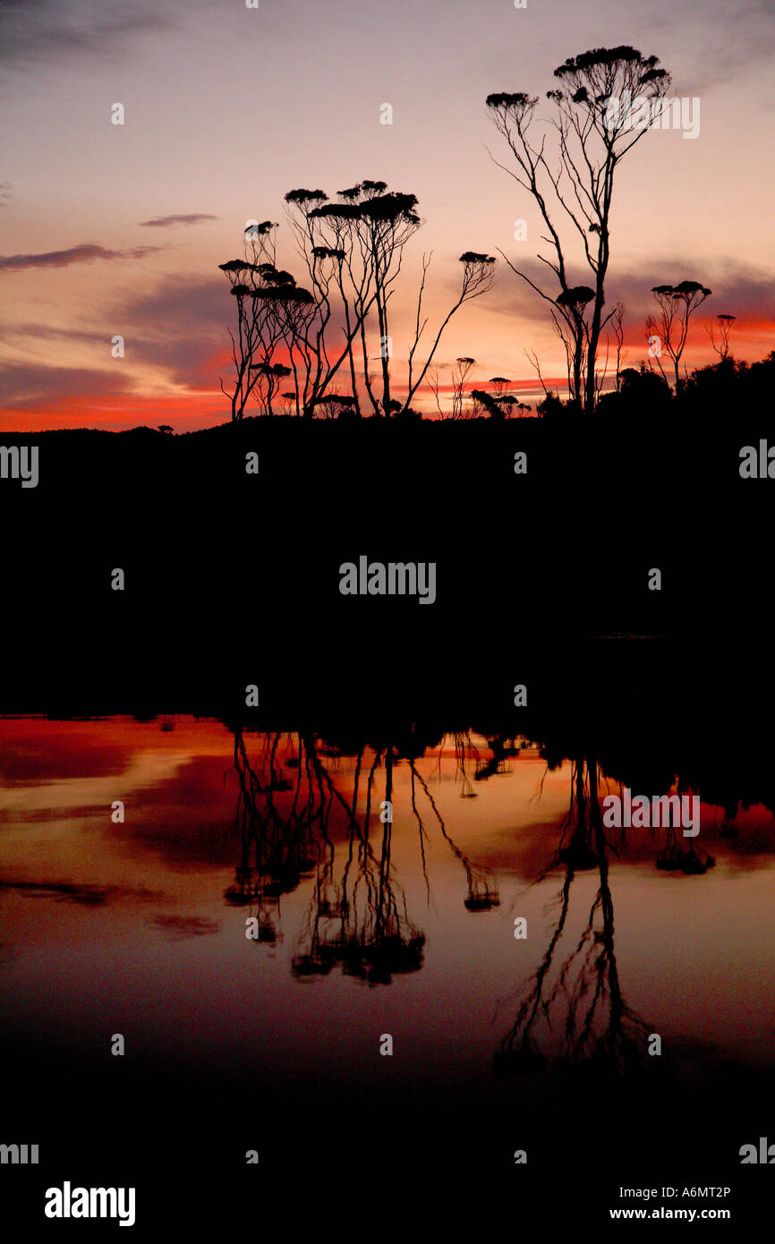 Reflections of trees in a lake Stock Photo - Alamy