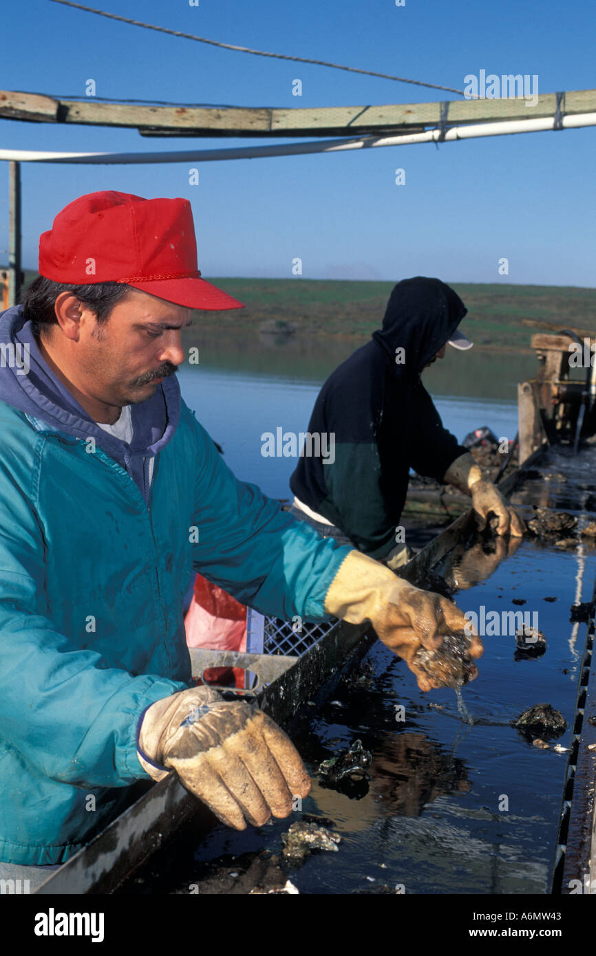 Oyster farming at Schooner Bay Drakes Estero Point Reyes National