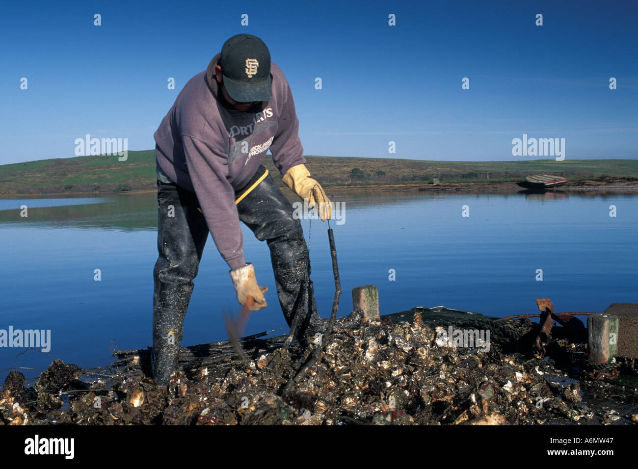 Oyster farming at Schooner Bay Drakes Estero Point Reyes National