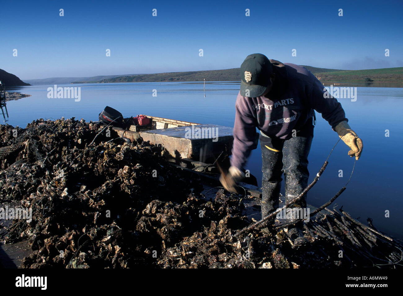 Oyster farming at Schooner Bay Drakes Estero Point Reyes National