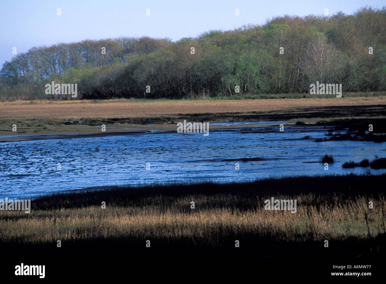 Tidal estuary wetlands Bolinas Lagoon Marin County California Stock