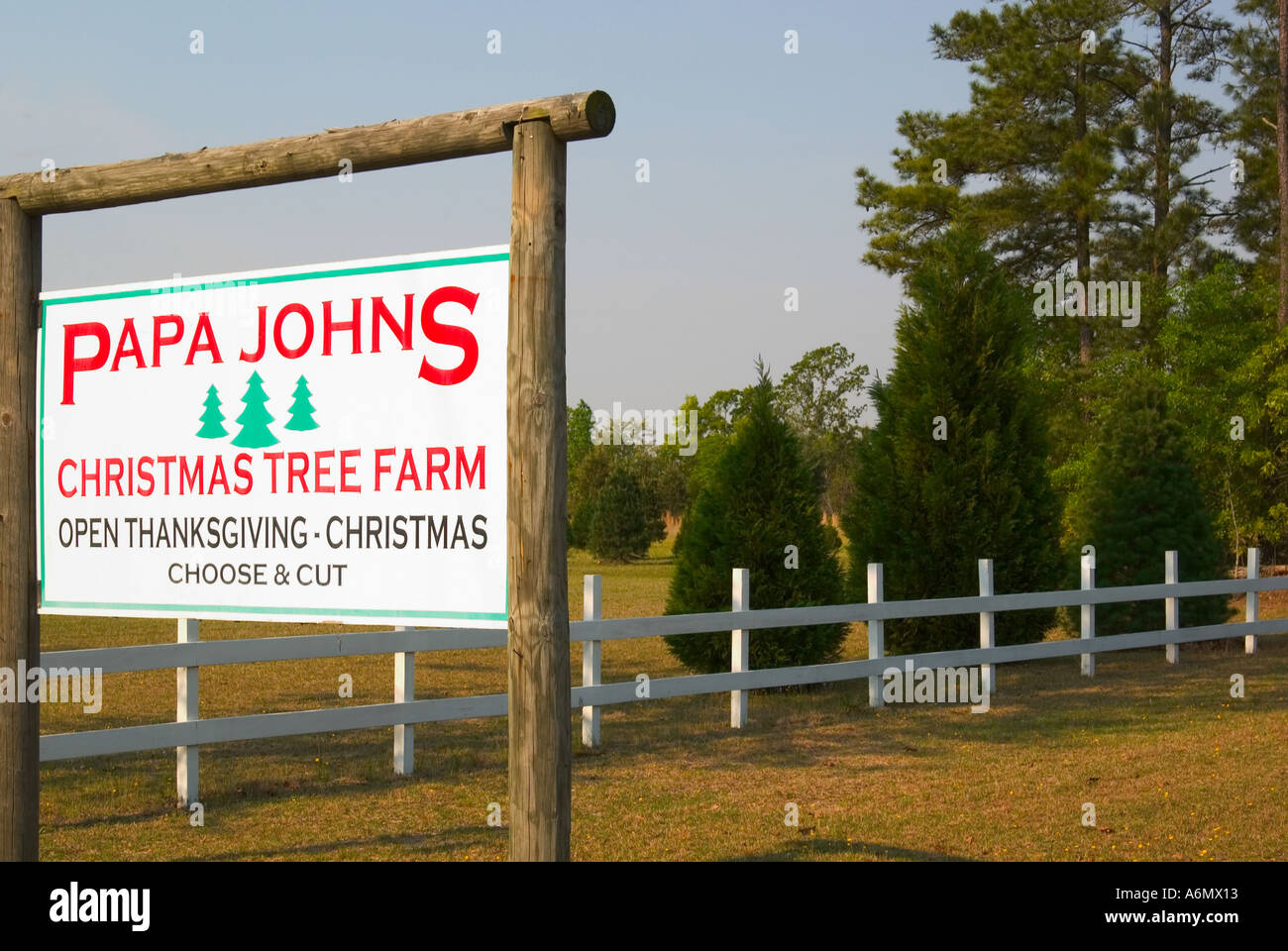 Papa Johns Christmas tree farm South Carolina USA Stock Photo: 3791378