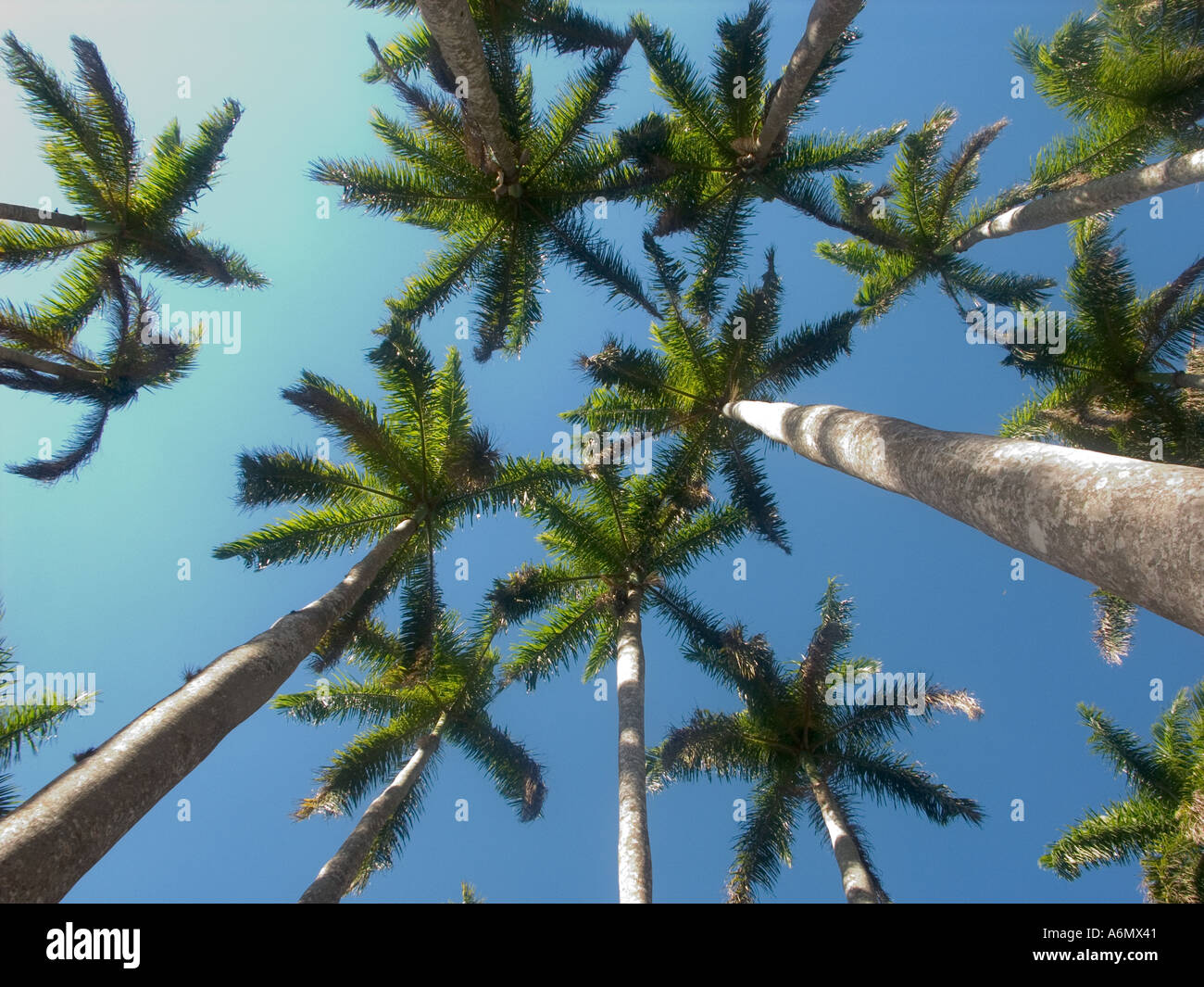 cuba soaring palm-trees Stock Photo - Alamy