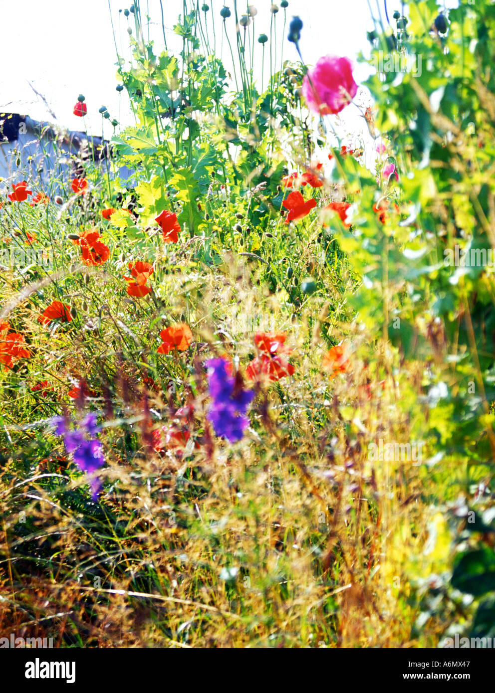 Native english wildflowers hi-res stock photography and images - Alamy