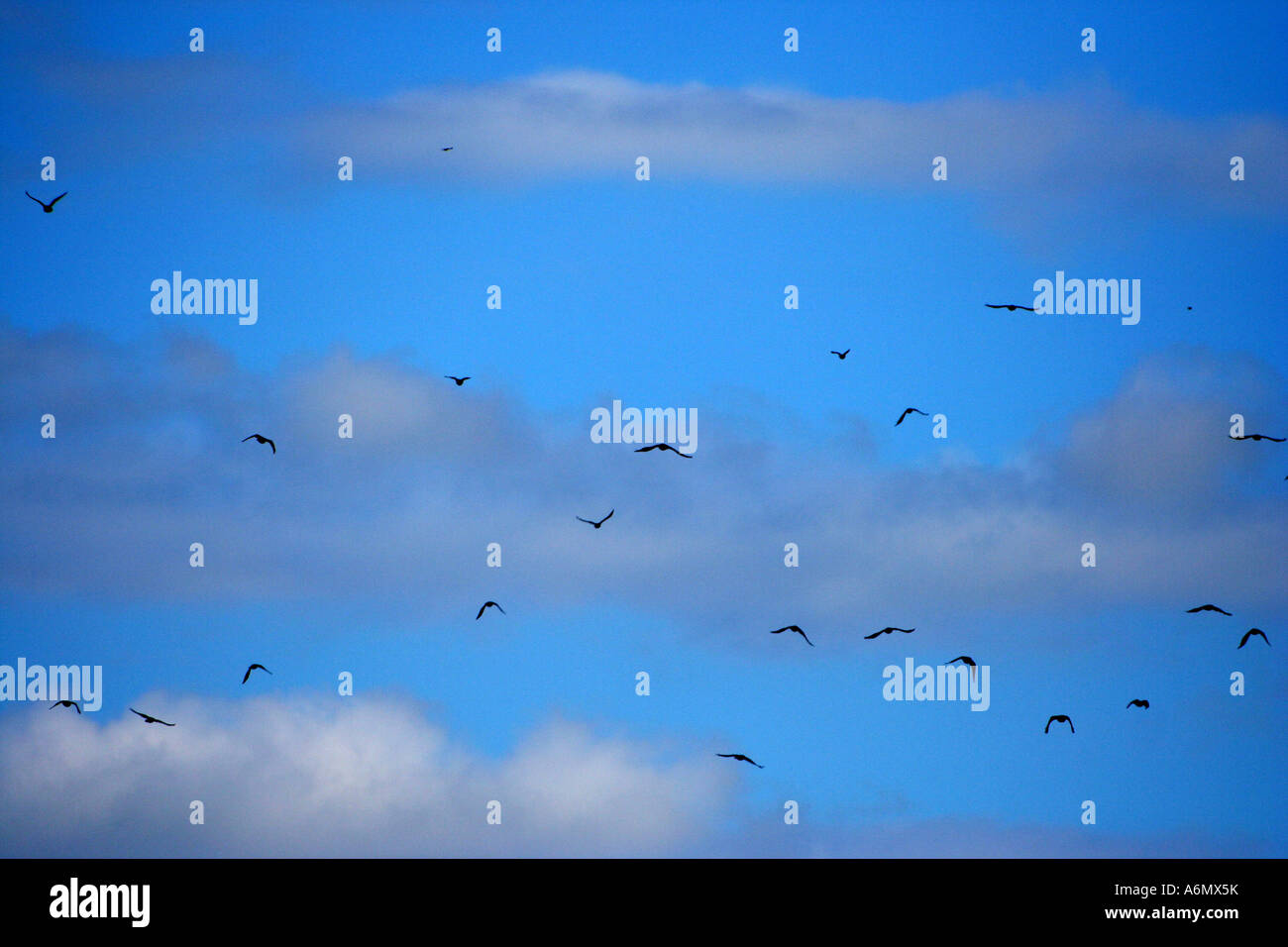 White clouds on blue sky and flock of birds flying Stock Photo - Alamy