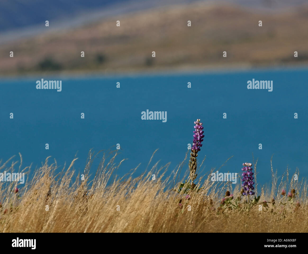 Lake Tekapo on South Island in scenic New Zealand Stock Photo - Alamy